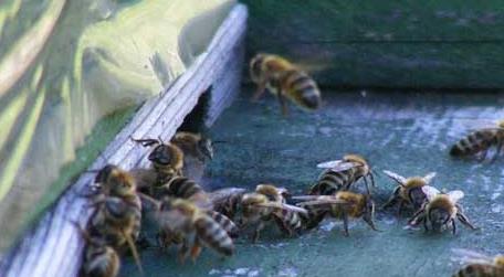 意大利蜜蜂有什么特点（意大利蜜蜂与中国蜜蜂的区别）