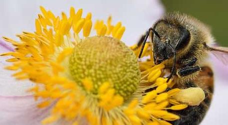 保育蜂、筑巢蜂、采蜜蜂的区别（保育蜂,筑巢蜂,采蜜蜂的区别是什么）