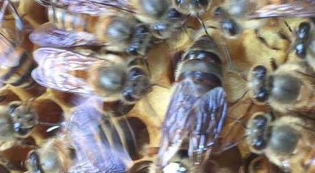 蜜蜂幼虫吃什么食物 蜜蜂吃什么虫子