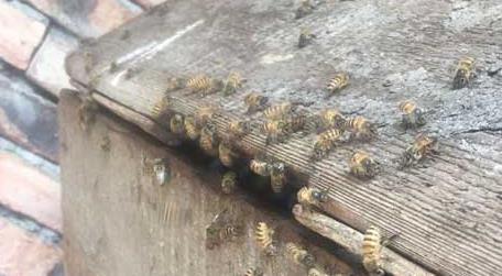 蜜蜂认巢、试飞、朝王、闹巢的区别（蜜蜂朝王是怎么回事）