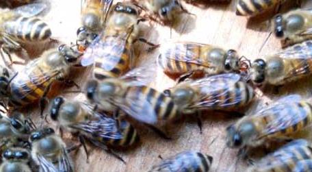 蜜蜂为什么会自然分蜂 蜜蜂为什么要自然分蜂