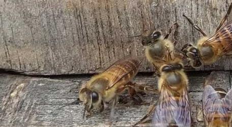 空蜂箱用什么吸引蜜蜂 自己做的蜂箱怎么吸引蜜蜂