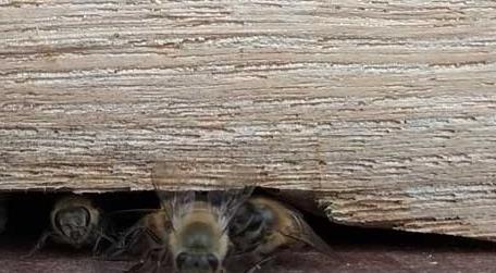 为什么蜂箱口很多死蜂 蜂巢口有少许死蜂