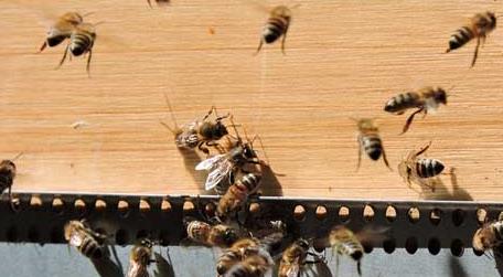 蜂群失王有什么表现 蜂群失王的原因