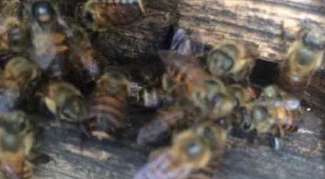 蜜蜂分家
