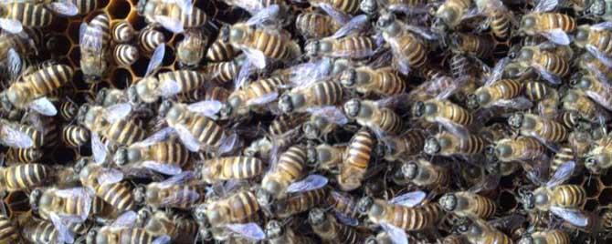 养蜂最新春繁法有哪些要点（养蜂春季快速繁殖技巧）