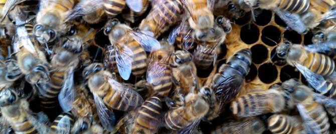 如何控制蜜蜂不分蜂维持强群 怎样控制蜂群不分群