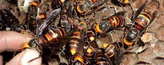 地雷蜂和虎头蜂有什么区别 地蜂是虎头蜂吗