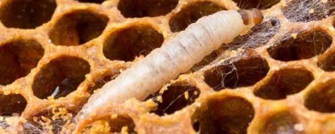 养蜜蜂怎样防治巢虫（怎样防蜜蜂筑巢）