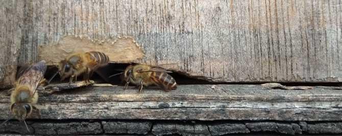 中蜂病有哪些症状 中蜂病有哪些症状图片