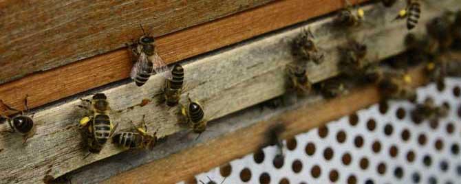 蜜蜂爬蜂病有几种怎样治疗 蜜蜂得了爬蜂病怎么治疗