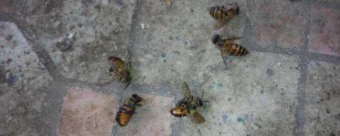 蜜蜂爬蜂病有啥特效药（治爬蜂病的特效药?）