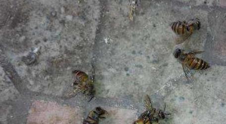 蜜蜂病虫害预防与治疗技术（蜂蜜病虫害治疗方法）
