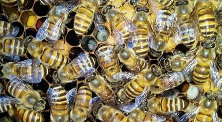 蜜蜂喂干白糖的十大好处（蜜蜂吃干白糖吗）