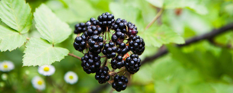 黑莓是桑葚吗 黑莓是不是俗称的桑葚