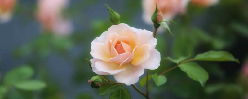 欧月玫瑰的养殖方法和注意事项 欧月玫瑰的养殖方法和注意事项有哪些