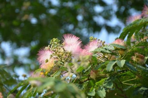 芙蓉树花的功效