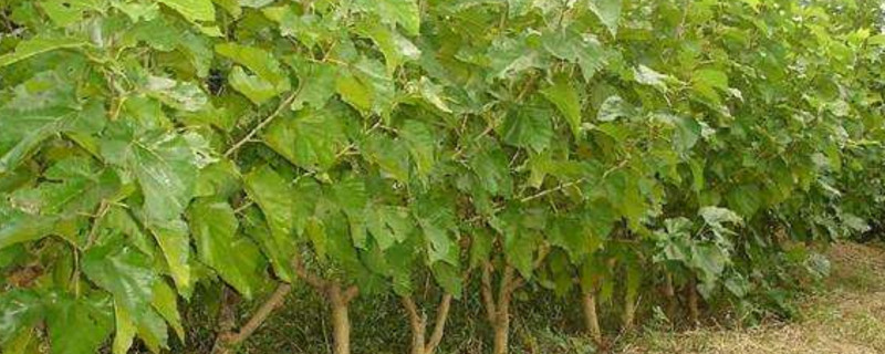 桑树病害的种类 桑树常见病害及药剂防治