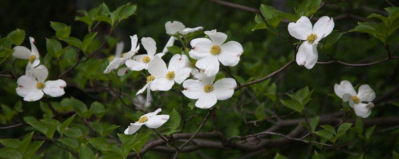 尖叶四照花什么属（四叶花长什么样子）