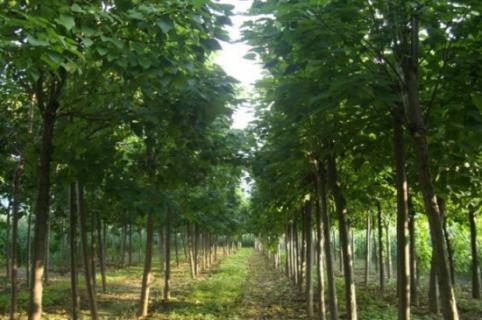 楸树常见虫害及其防治，泡桐龟甲幼虫期药剂杀灭