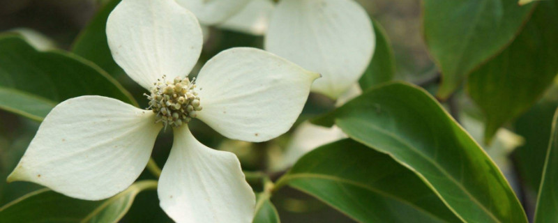 dogwood是什么树