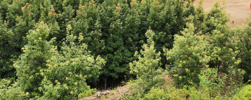 金丝楠木生长周期 金丝楠木成长周期