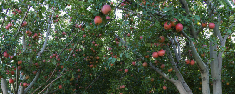 苹果树秋季修剪方法 苹果树秋季修剪方法幼苗