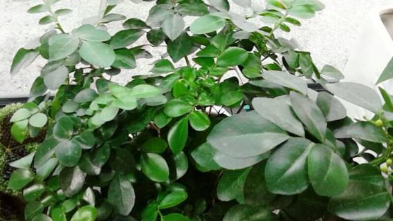 盆栽七里香怎么播种 盆栽七里香的养殖方法和注意事项