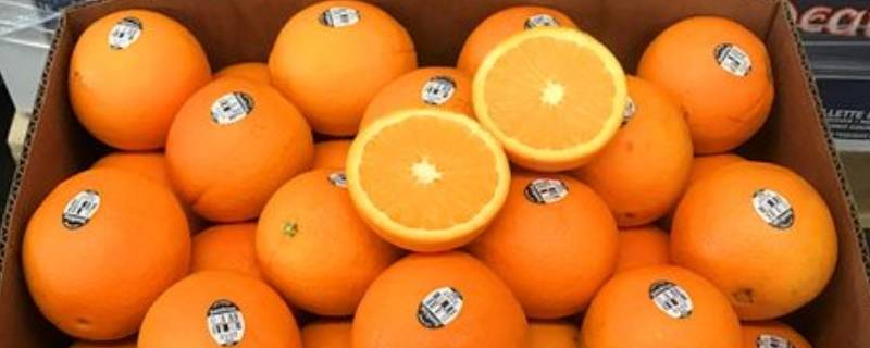 哪种水果称美国花旗橙 橙红是什么水果