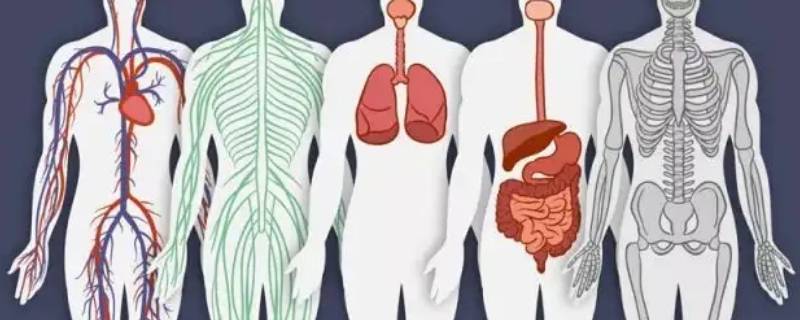 人的八大系统有哪些 人的八大系统的组成