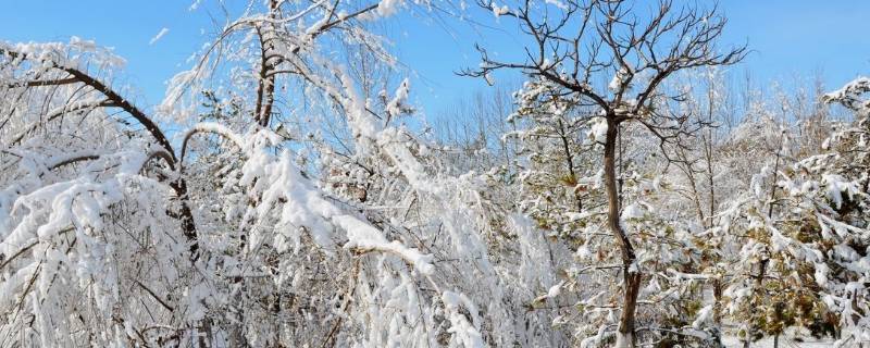 立春后下雪吗 立春后下雪春雪好不好