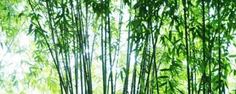 竹子的寿命一般多长 竹子的生长期有多长