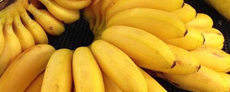 米蕉里面黑色硬硬一粒是什么 香蕉里面有黑色的硬的颗粒,是什么