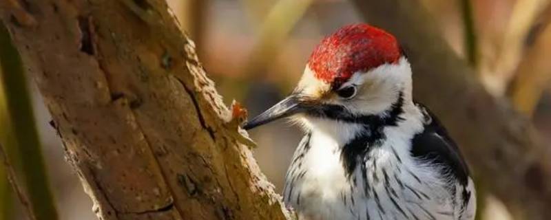 树和啄木鸟有什么关系 啄木鸟和树的关系
