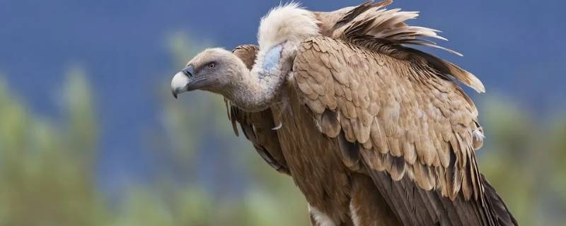 秃鹫是几级保护动物（秃鹫是濒危动物吗）