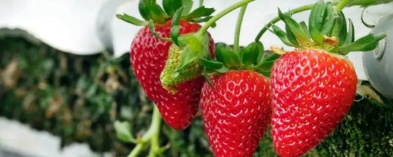 草莓是虫子变的吗 草莓为什么会长虫子