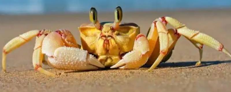 母螃蟹肚子里黑色的膏状物是什么 母蟹壳里黑色膏体是什么