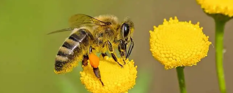 蜜蜂是什么动物（蜜蜂是什么动物门）
