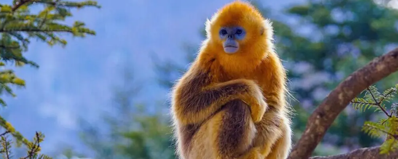 金丝猴为什么比别的猴子温顺 金丝猴为什么比猕猴温顺
