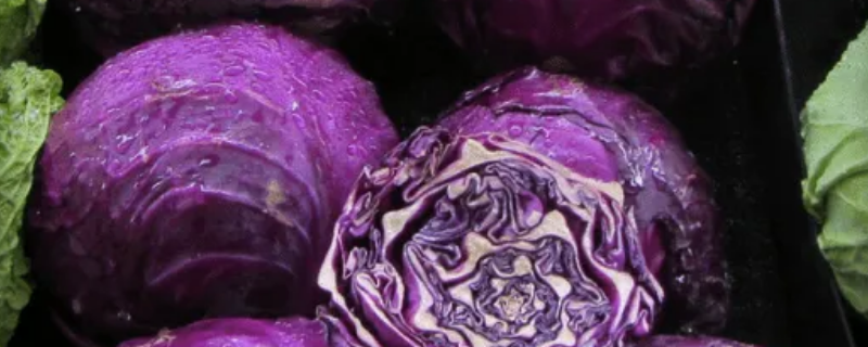 紫色的包菜叫什么（紫色的包菜叫什么紫甘蓝）