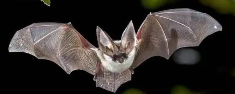 蝙蝠的天敌是什么动物（蝙蝠有什么特征有蝙蝠有什么天敌）