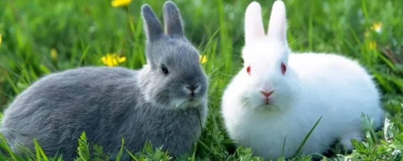 小兔子的绝招是什么（小兔子的常识）