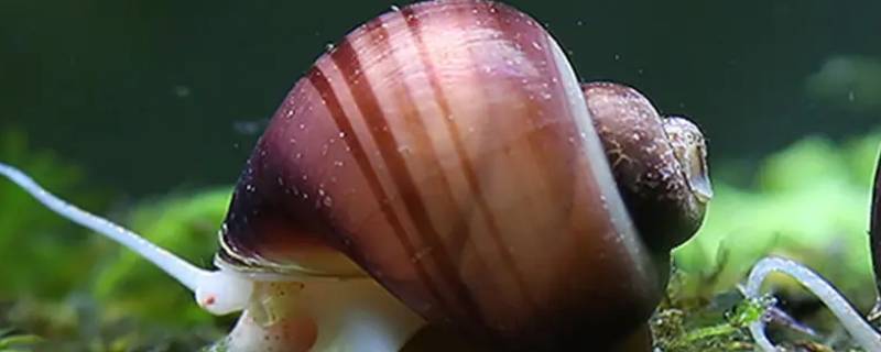 海里长得像蜗牛的叫什么 海里面长得像蜗牛的
