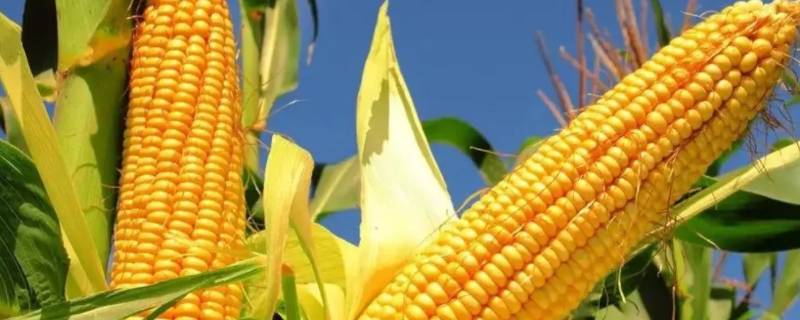 玉米代表什么象征意义 玉米寓意是什么