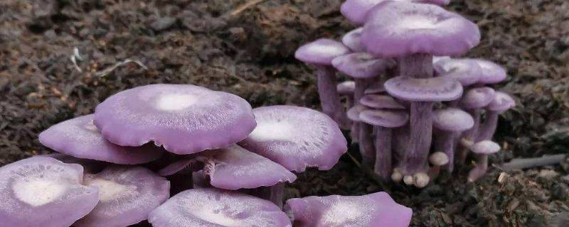 紫丁香蘑和花脸香蘑的区别 紫丁香菇和紫花脸蘑菇