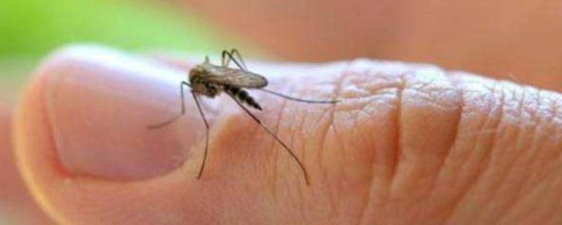 怎么彻底消灭家里的蚊子 如何彻底消灭家里的蚊子