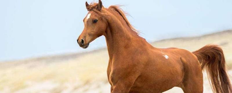 马的寿命一般有多长 马的寿命一般有多长时间