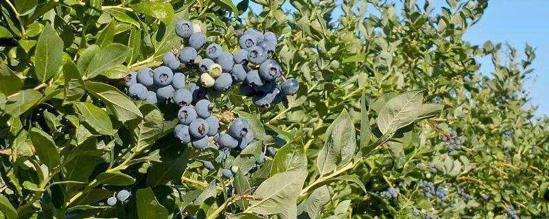 蓝莓树是什么样的（蓝莓树是什么样的?）