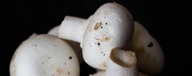 白蘑菇炒肉要不要焯水 白蘑菇炒肉要焯水吗