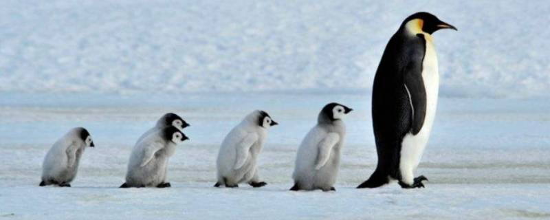 企鹅为什么生活在南极 企鹅为什么生活在南极不怕冷